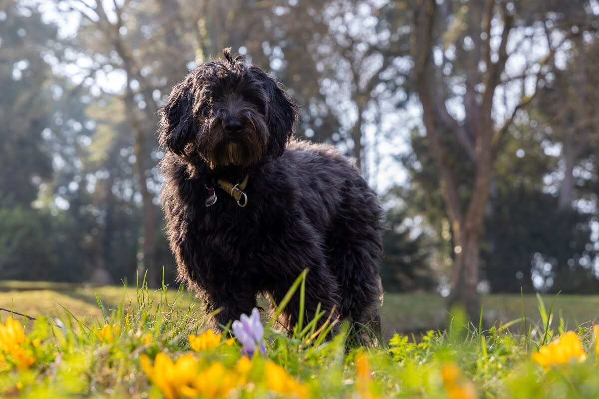 Feisty Labradoodle Chases Off Massive Black Bear Like the Most Fearless Little Protector