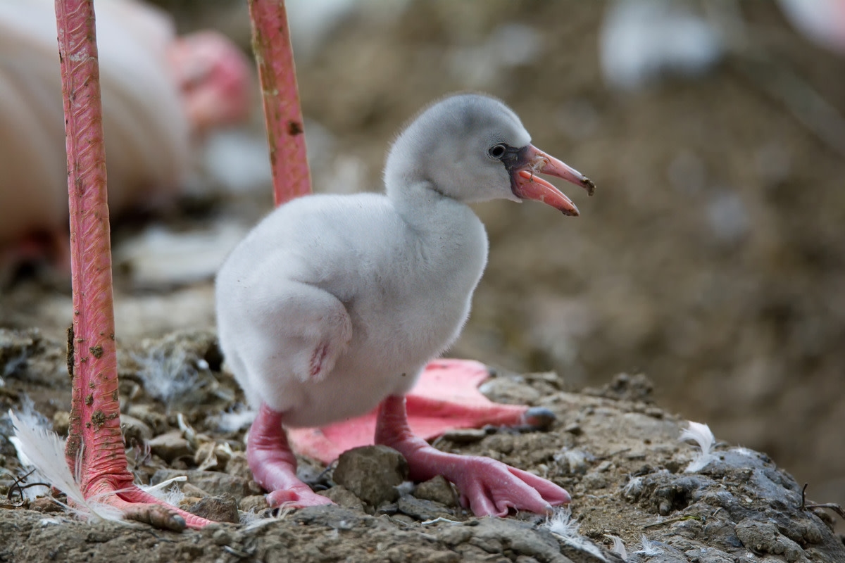 Flamingo Gets Wet and Goes Wild During Hilarious Weather Report
