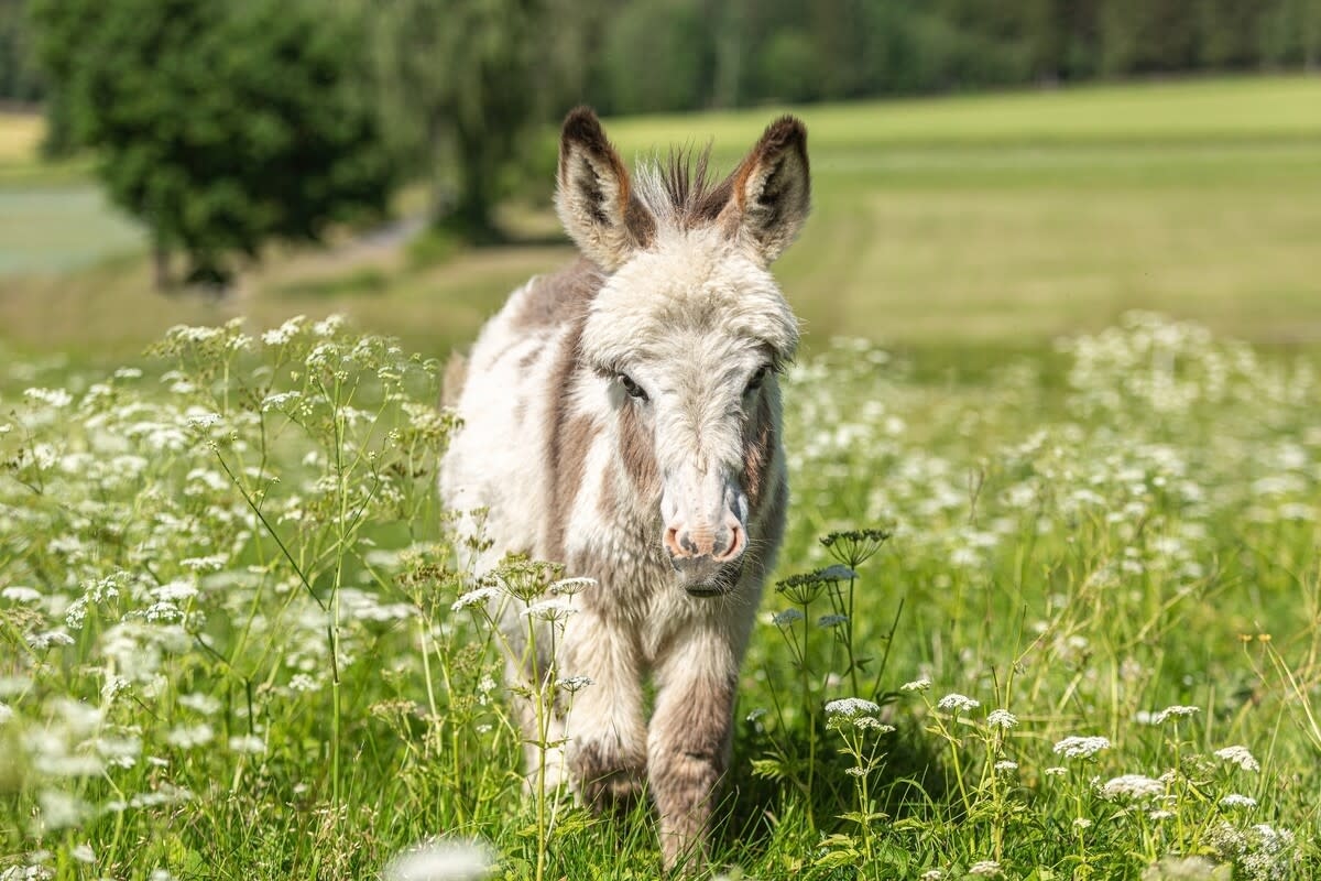 One-Day-Old Miniature Donkey's Struggle ‘To Figure Out How Her Legs Work' Is Just Too Cute