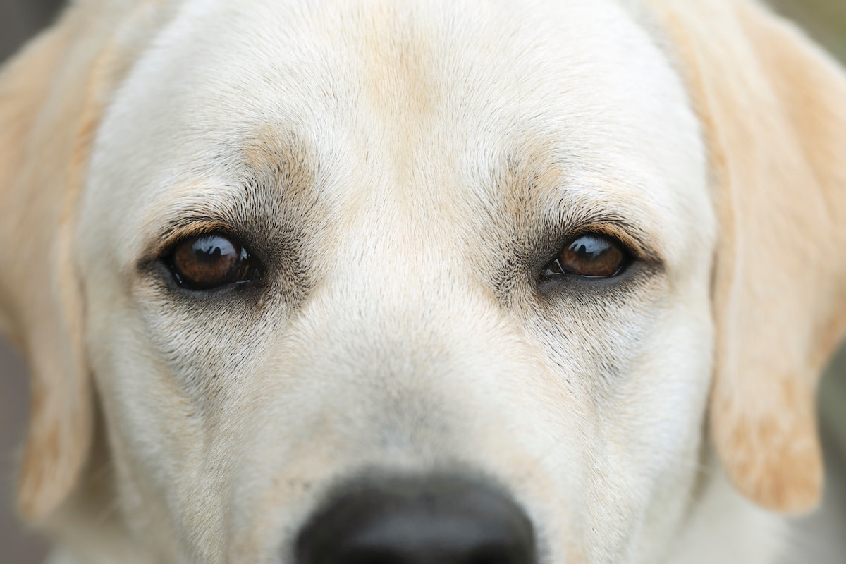 Fire Safety Conscious' Yellow Labrador Kills Mom's Candle Vibe and It's Such a Mood