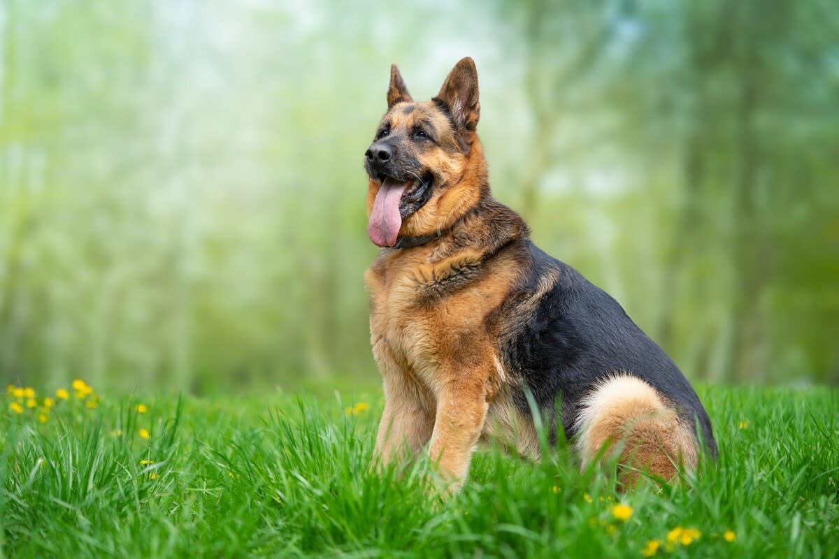 German Shepherd Obsessed With His New Baby Goat Siblings Is the Ultimate Big Brother
