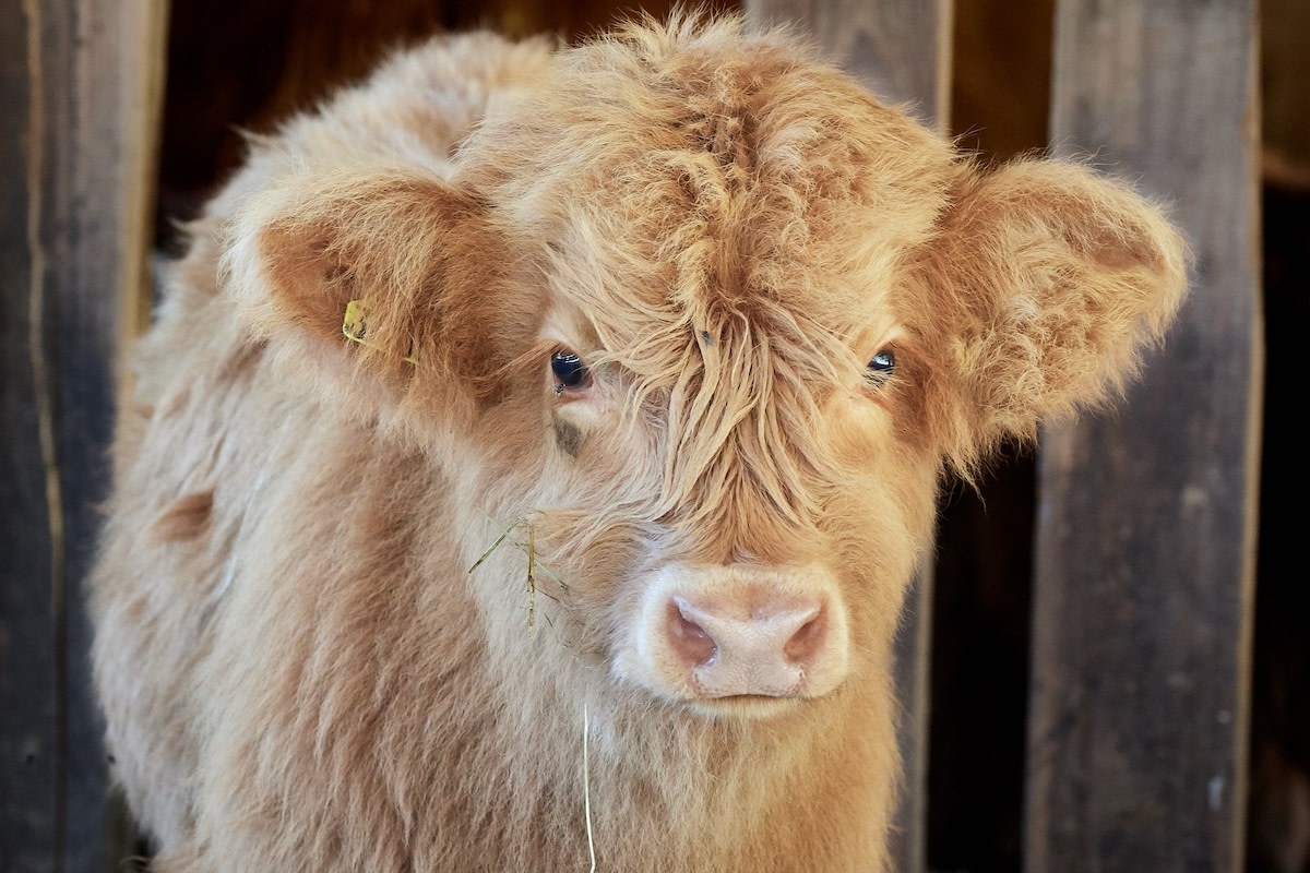 Highland Calf Who Tagged Along on Family's Epic Boat Trip Is More Dog Than Baby Cow