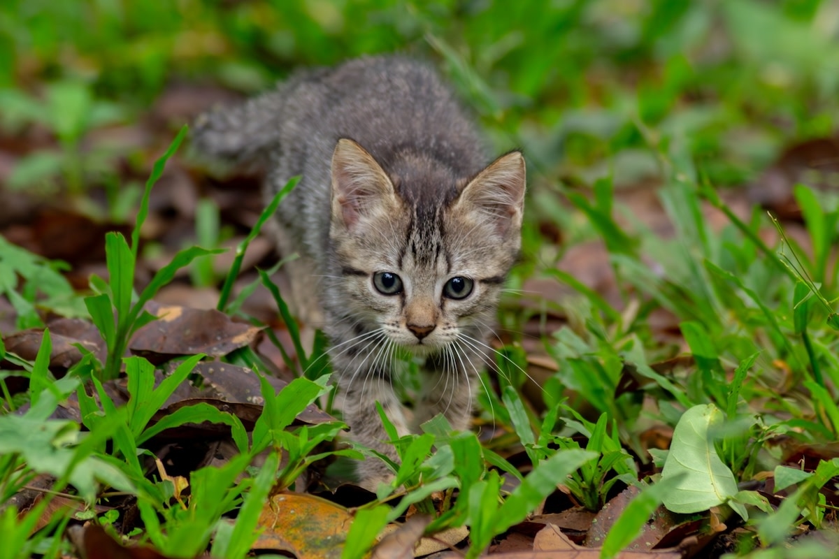 Runner Who Claims to Be 'Not a Cat Person' Drops Everything to Rescue Adorable Stray Kitten in the Road