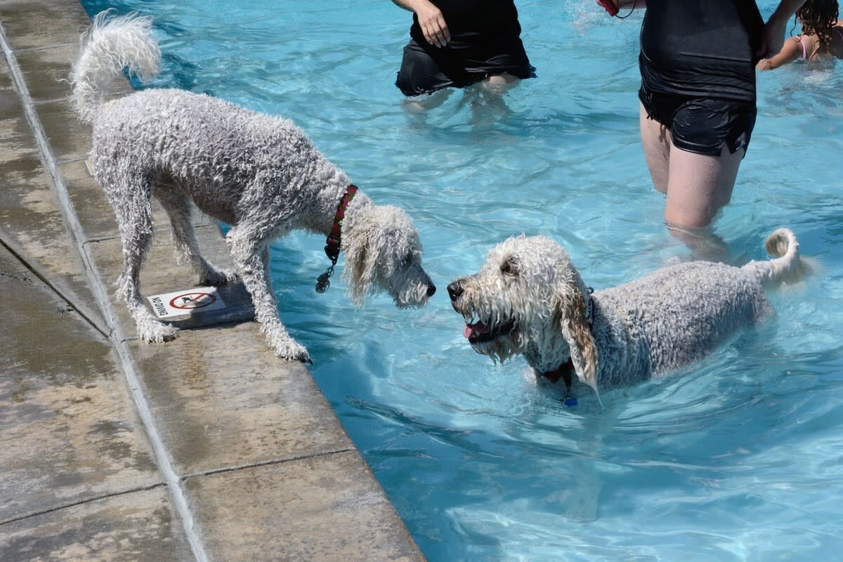 Labradoodle Mom Teaching Her Pup How To Swim Is the Ultimate Summer Cuteness