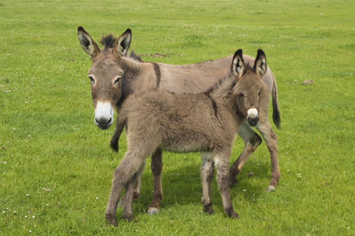 Donkey 'Drops Off' Baby with Human Mom After Apparently Needing a Break