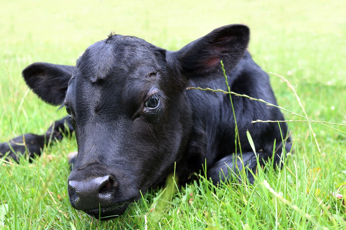 Special Newborn Calf Born with Deformities Who Was Rejected By Mom Continues To Defy the Odds