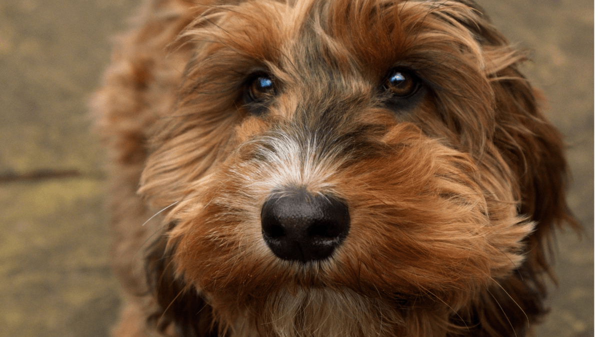 Cockapoo Can't Contain Her Joy When Reuniting With Her College ‘Roommates'