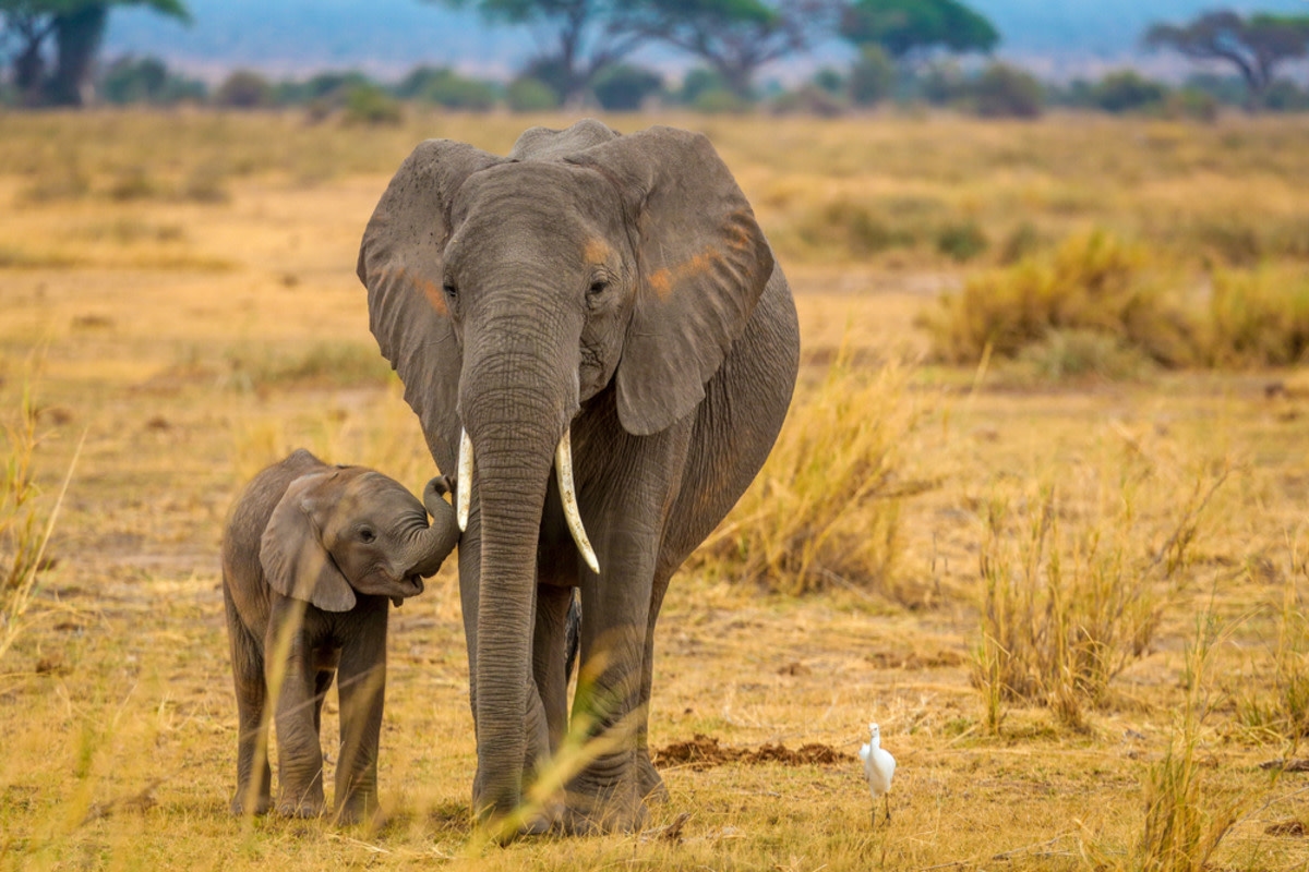 Wildlife Rescuers Shares the Adorable Way Mama Elephants Keep Their Babies in Line