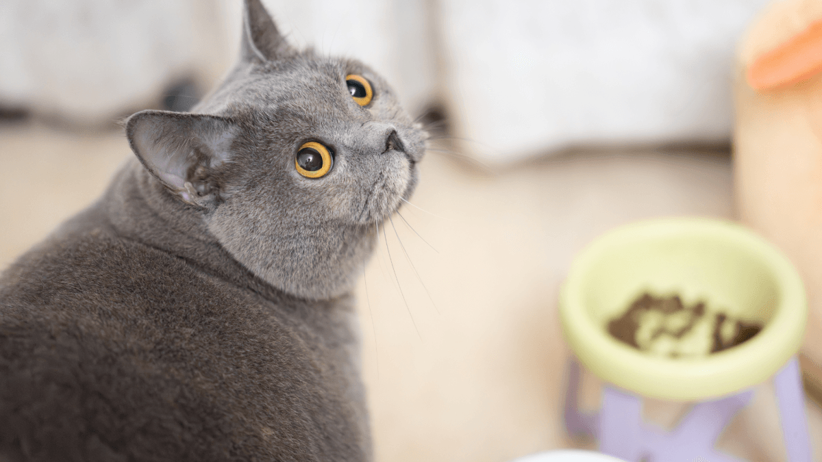 Humans Are Stunned by Mystery Cat Chowing Down at Their Pet's Food Bowl