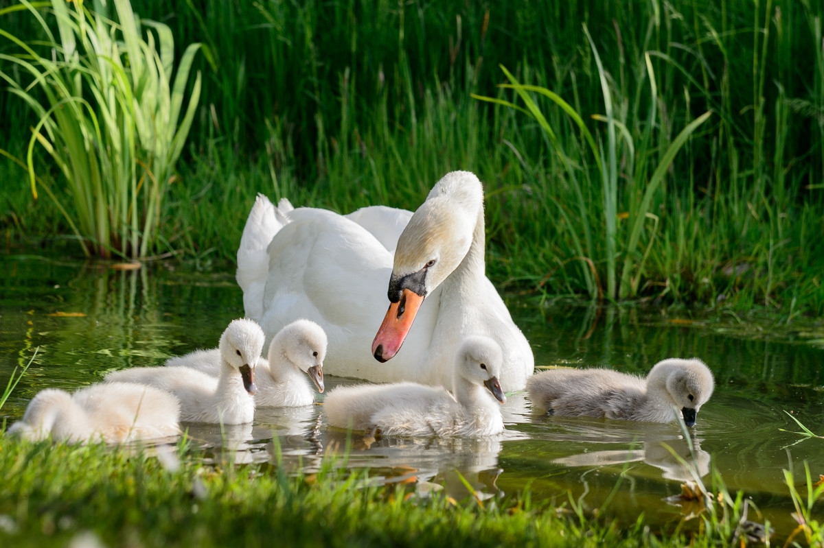 Swan Mom Gives Her Babies the Most Beautiful ‘Boat' Ride