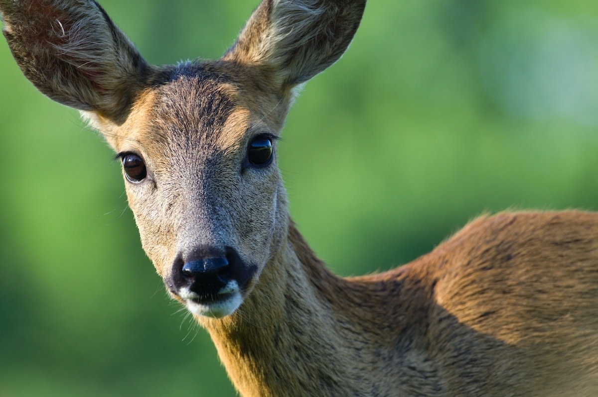 Golden Retriever's Gentle Encounter with Deer Is Straight Out of a Children's Book
