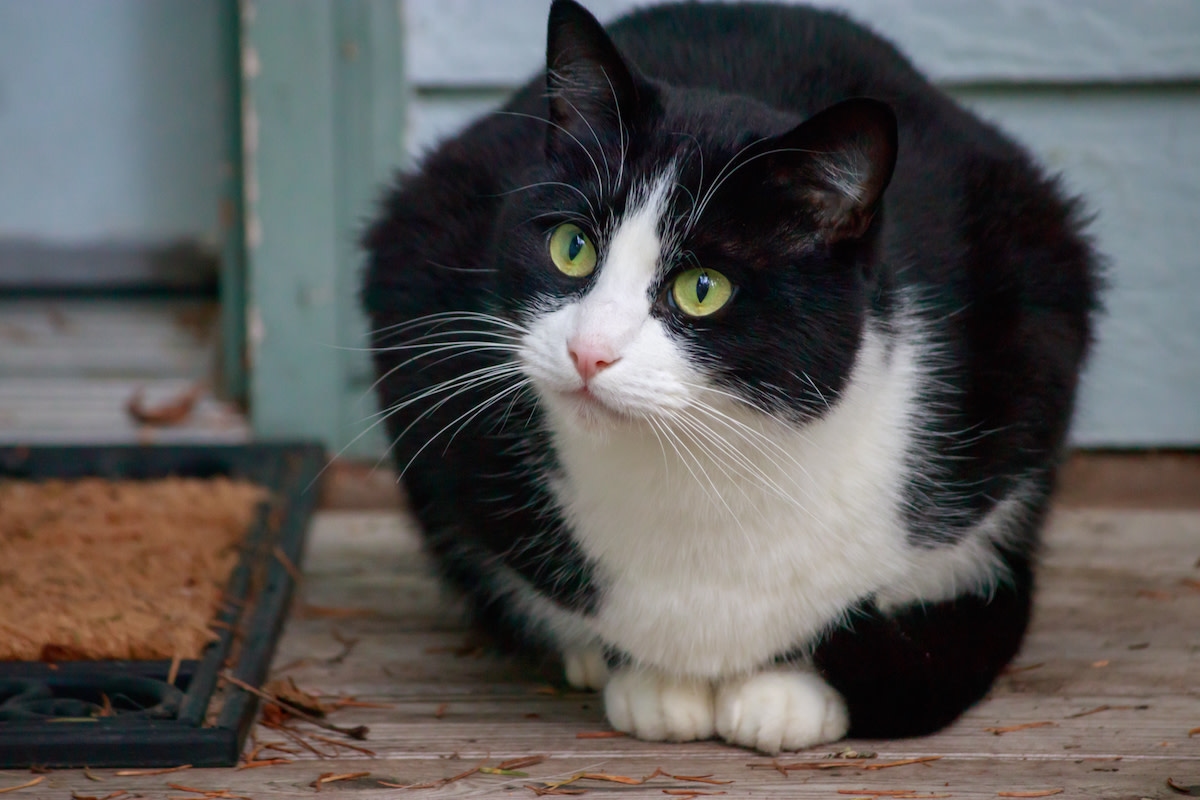 Friendly Stray Cat Plays Hard to Get Until She Hears the Word 'Hungry'