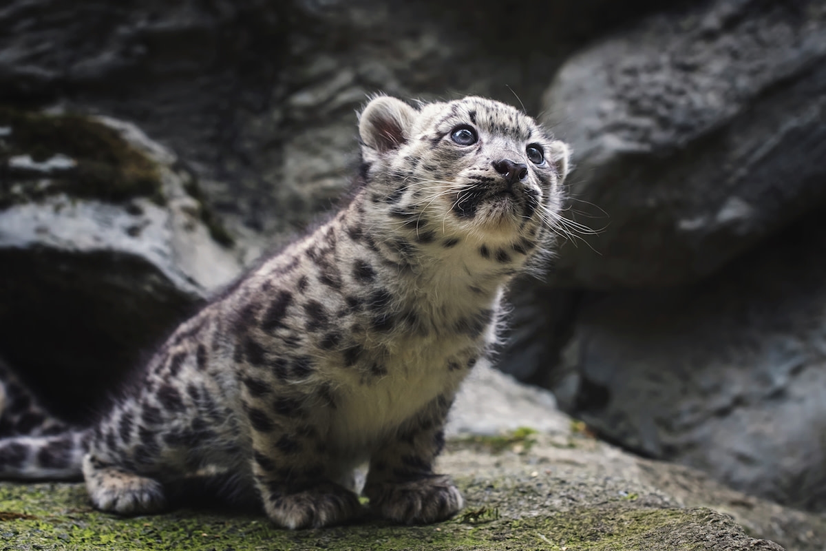 Baby Snow Leopard Cubs' Tiny Little Shrieks Are Positively Irresistible