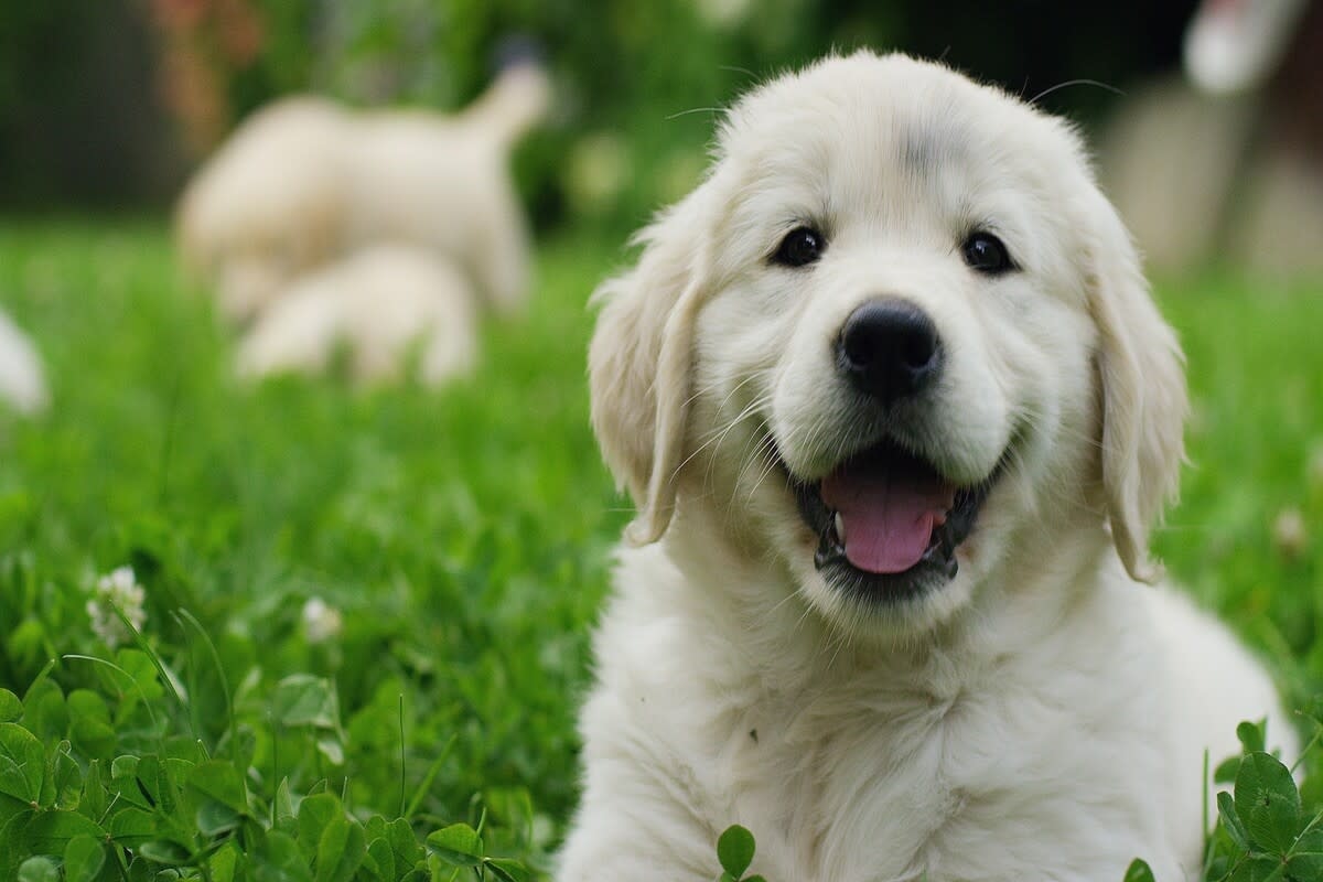 Golden Retriever Puppy's Pure Joy Over Playing With Watermelon Is Contagious