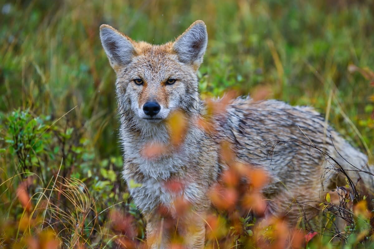 Unlikely Coyote and Bear Duo Caught Walking Side-By-Side Like Lifelong Friends in Incredible Footage