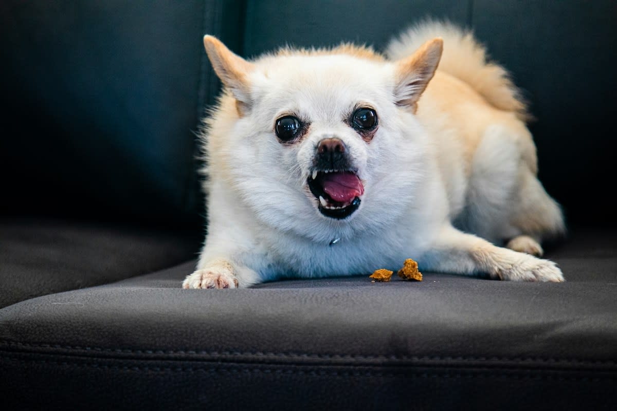 Sassy Chihuahua's Hilarious 'Demands' for Playtime Sound Like Human Complaints