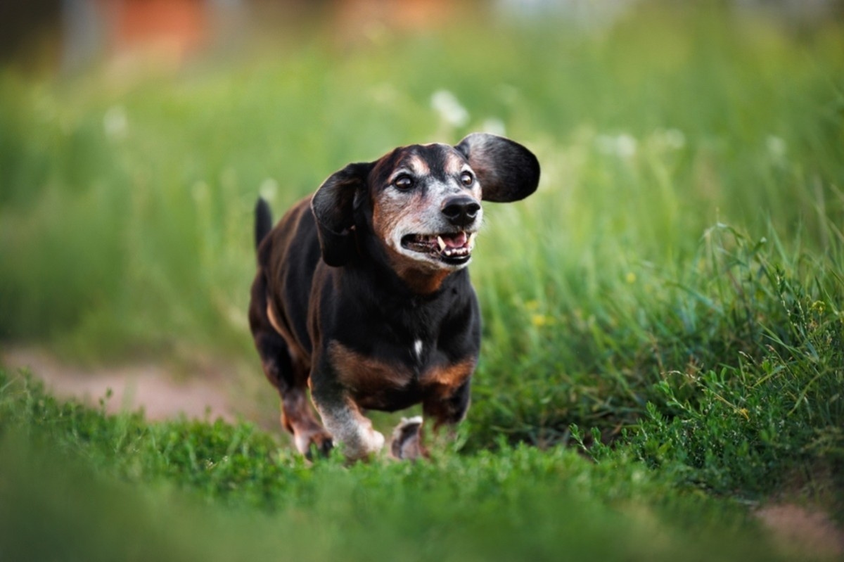 Senior Dachshund Only Walks a Certain 'Path' and It's Too Cute
