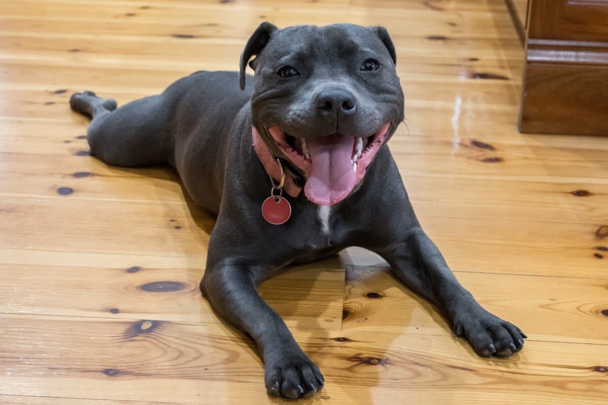Blue Staffy's ‘Laundry Basket Ride' Is Total Cuteness Overload
