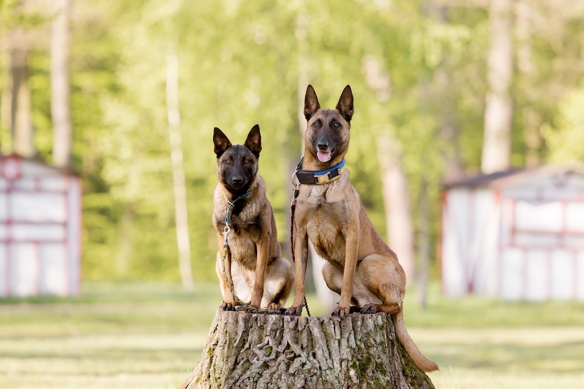 Belgian Malinois Filling in As 'Lifeguards' At Family Pool Party Show Working Dogs' Idea of Summer Fun