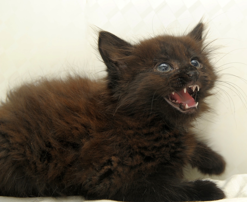 Feral Kitten Acting Like 'Spicy Chicken Nugget' During Rescue Has People Smitten