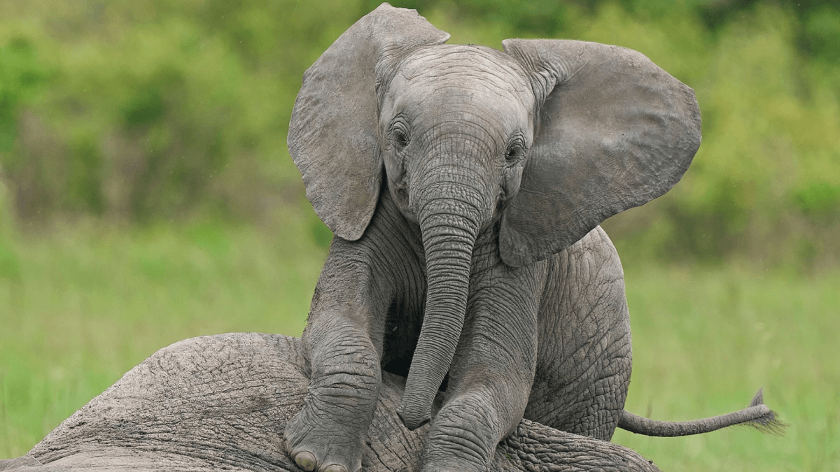 Little Elephant Combines Snacktime and Naptime Like a Multitasking Genius