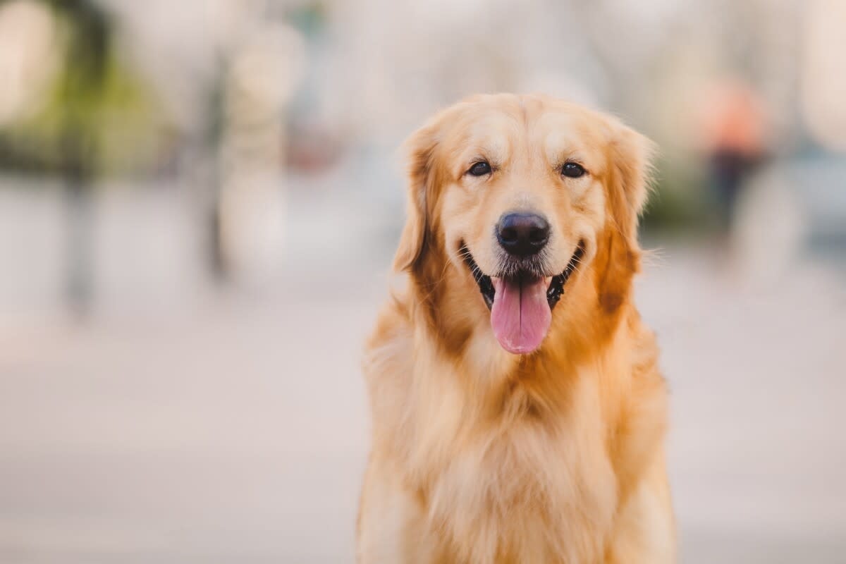 Golden Retriever Making Human Brother's 'Buzz Lightyear' Birthday Wish Come True Is Pure Magic