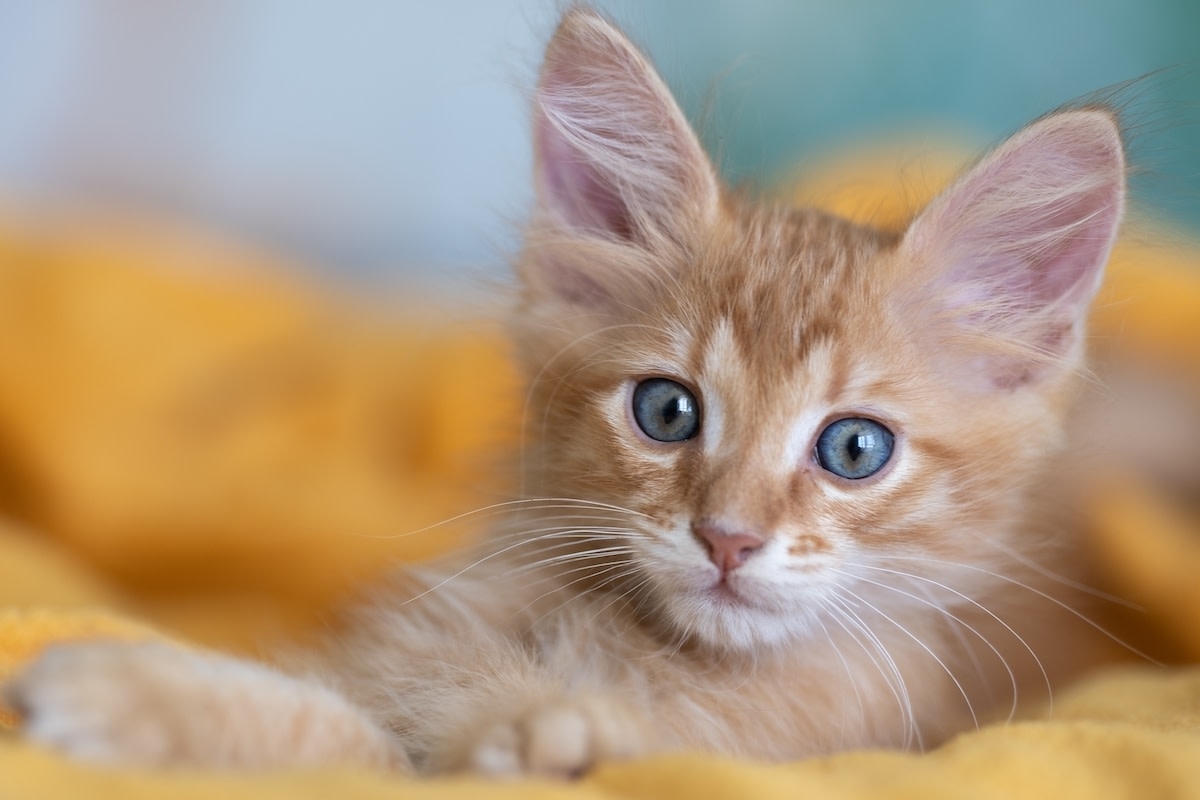 Rare Female Orange Kitten Survives Perilous Freeway Crossing and Finds Her Forever Family