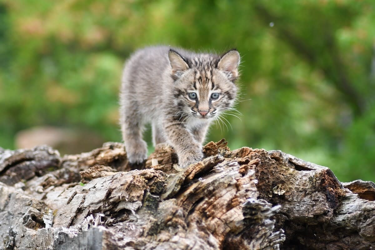 Adorable Baby Bobcats Sitting on Backyard Fence Like They Own the Place Have People Smitten