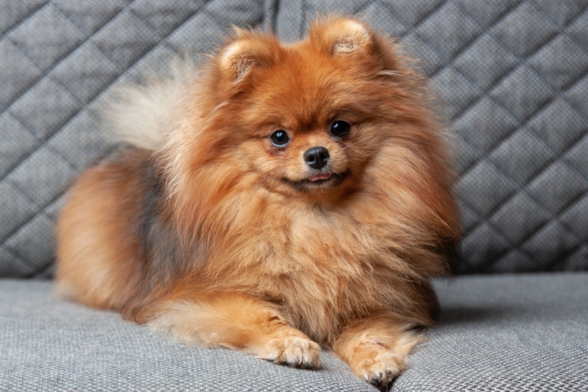 Grouchy Pomeranian Pretends to Be Asleep Until Mom Mentions His Favorite Snack