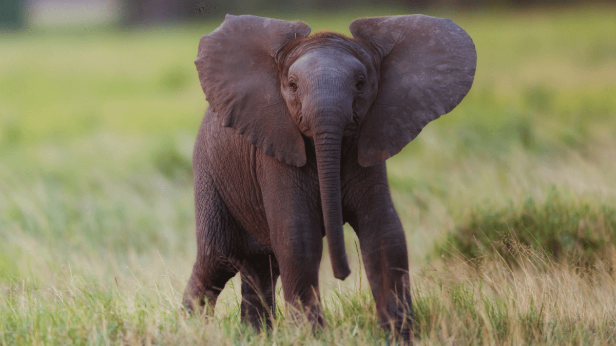 'Tough but Adorable' Baby Elephant Attempts to Charge a Family in South Africa but Takes a Tumble