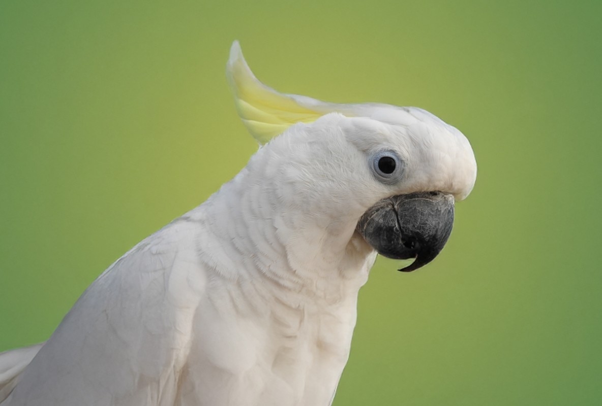 Cockatoo Finally Warms Up to Tiny Parrot Sibling in Moment of Pure Magic