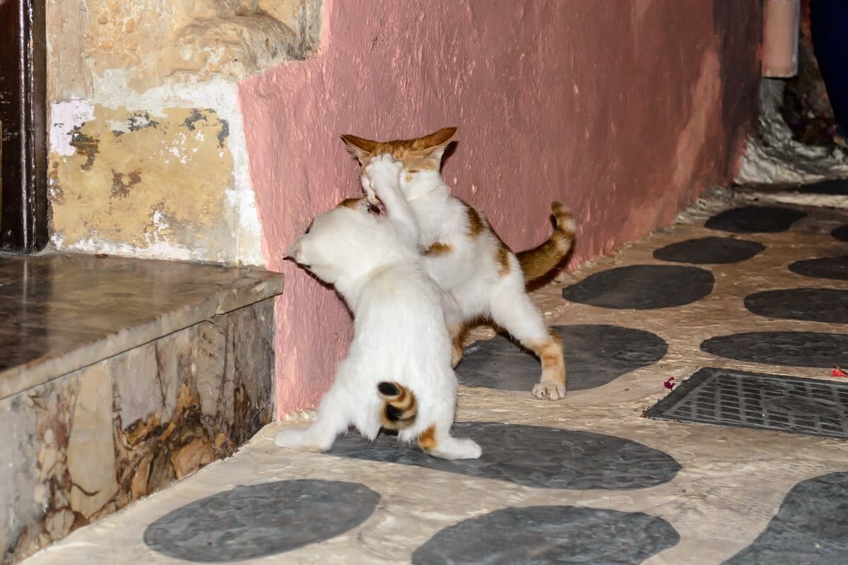 Funny Cat Siblings Are So Chaotic, They Deserve Their Own Reality TV Show