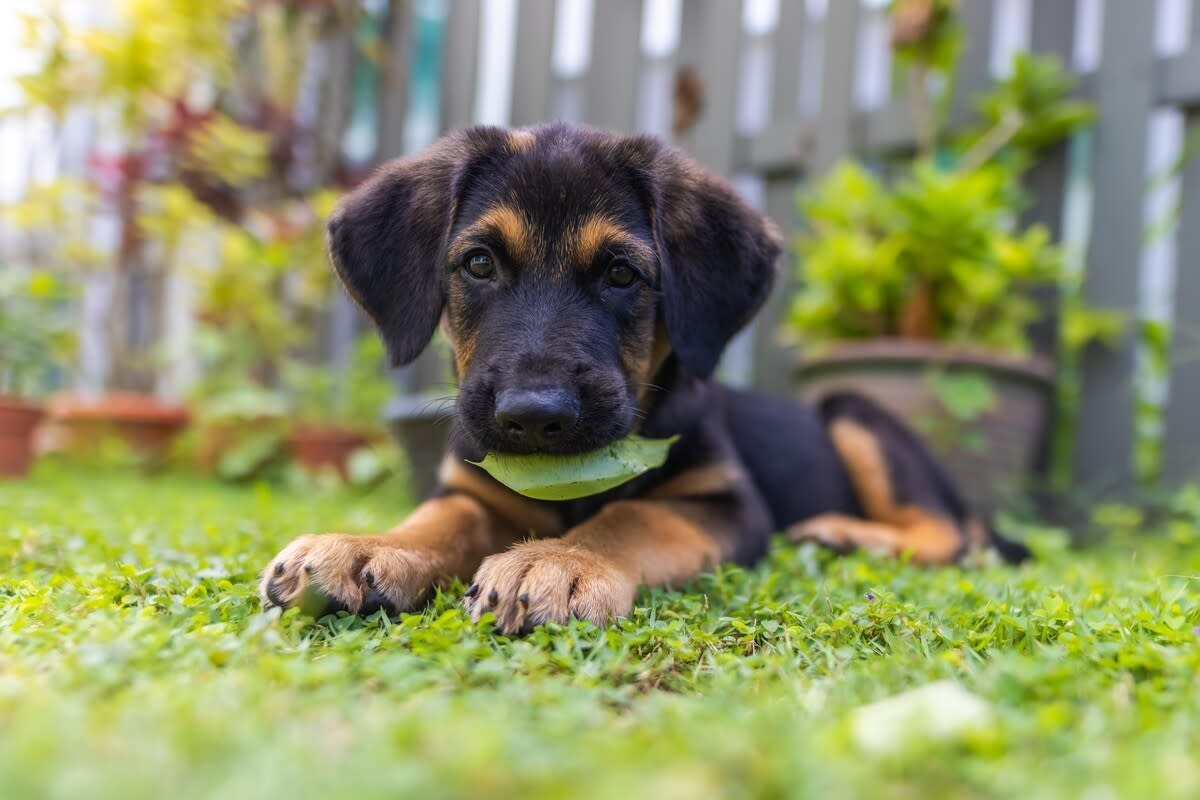 Precious Golden Retriever-German Shepherd Puppy Mix Is Stealing Hearts Everywhere