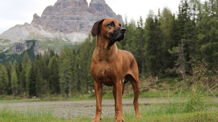 Also known as the African Lion Dog, the Rhodesian Ridgeback is loyal and protective, but will they make for a good family pet?
