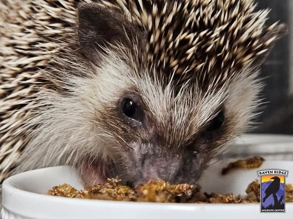 Illegal hedgehog found on the lam in Pennsylvania captured