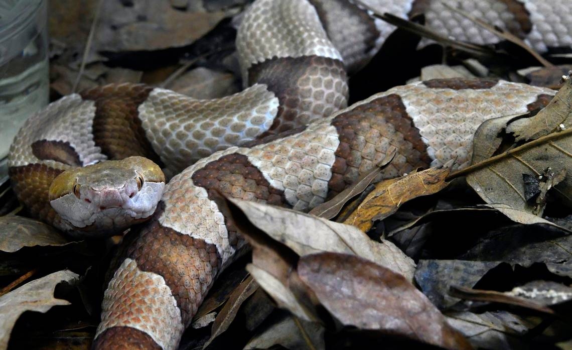 Triangle hospitals are seeing an increase in snake bite cases this year