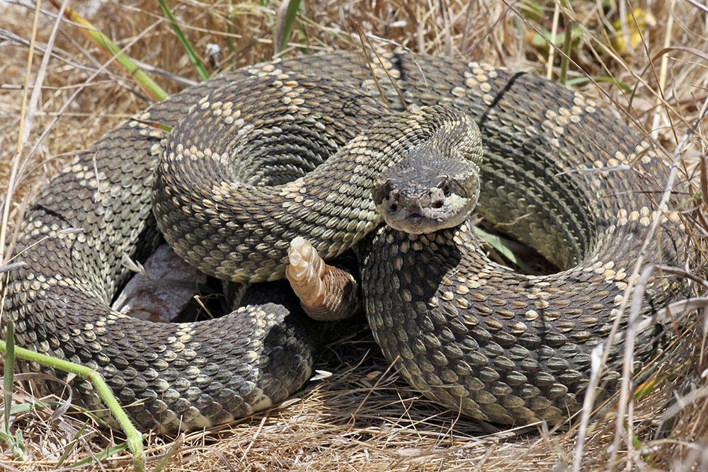 Rattlesnake encounters in Redding's heat: What to do if you see or are bitten by one