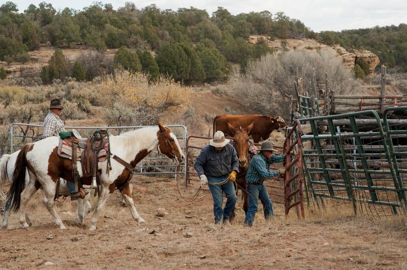 US cattle producers have started rebuilding herds, or will soon, Tyson Foods CEO says