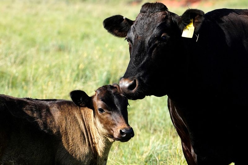 Trump says Australia has agreed to accept American beef