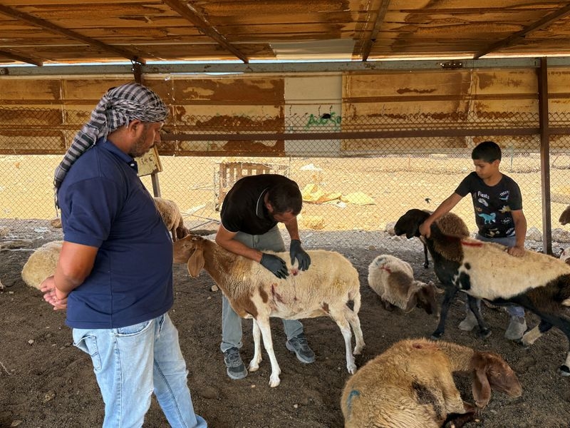 Israeli settlers accused of killing 117 sheep in West Bank attack