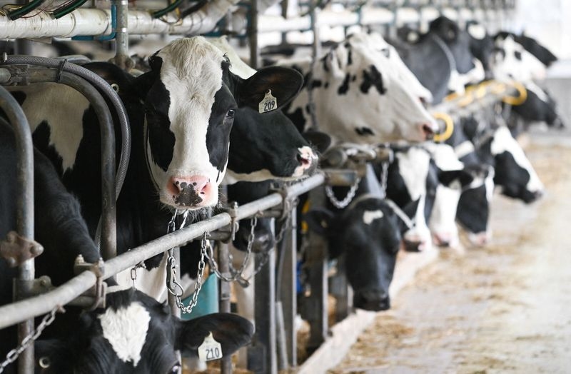 Dairy supply management could sour Canada-US trade talks