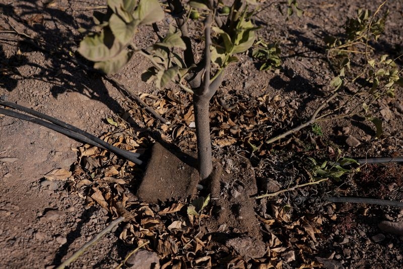 A water-saving tool in drought-hit Chile: human hair