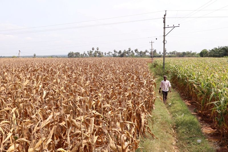 Explainer-Why are farm goods holding up the India-U.S. trade deal?