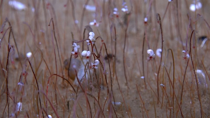 A 'vibrant oasis' of chemical-eating creatures found in the deep Pacific