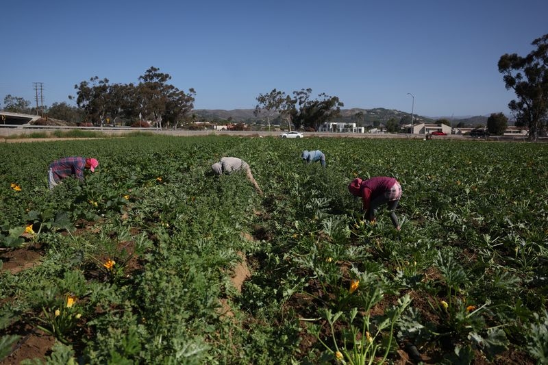 Immigration raids leave crops unharvested, California farms at risk