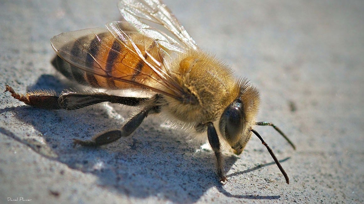'Killer bees' spreading and killing across the US. Are they in Georgia?