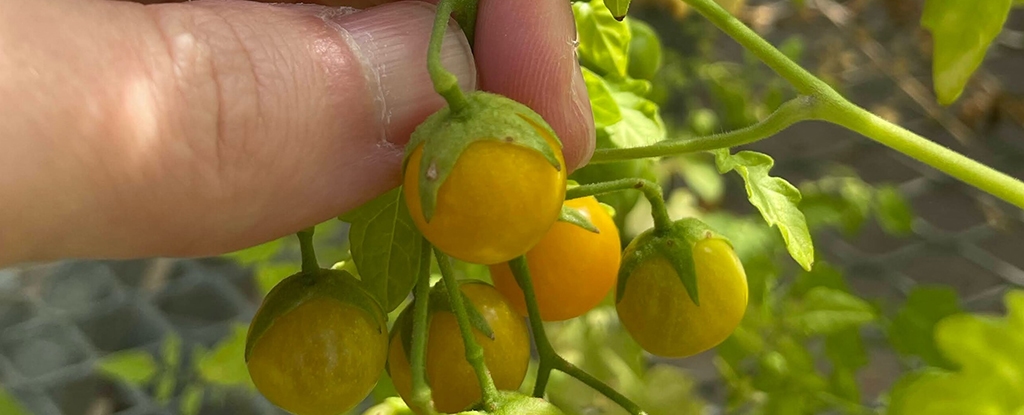 Tomatoes in The Galapagos Islands Appear to Be Evolving in Reverse