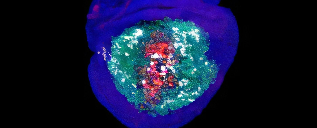 Dying Cells Play a Vital, Unexpected Role in Healing, Study Shows