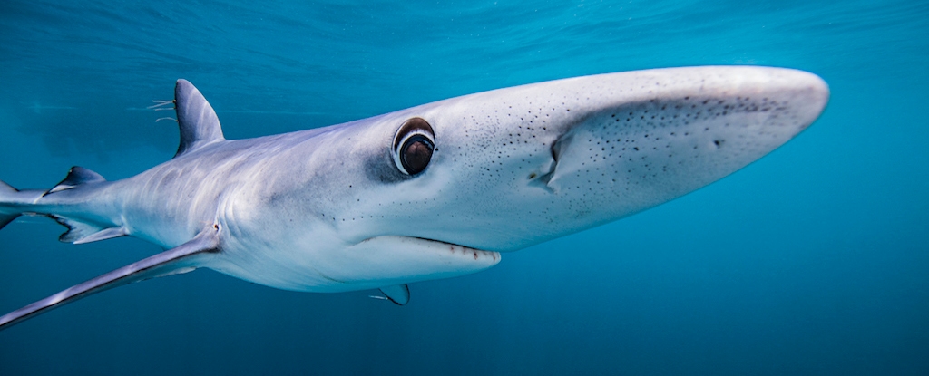 Blue Sharks May Be Secret Chameleons, Scientists Discover