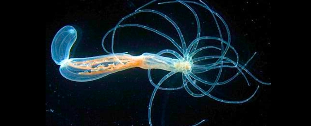Ancient Blueprint For Human Bodies Discovered in Sea Anemones